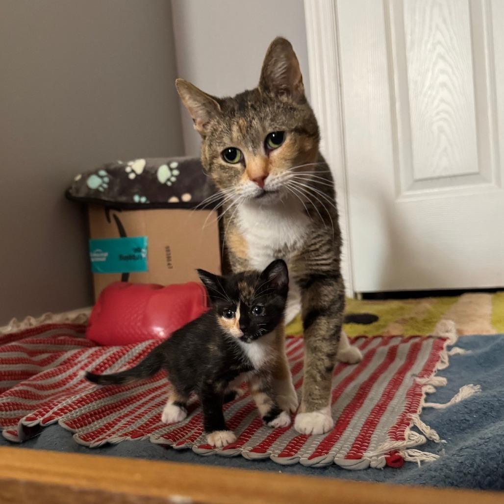 Lesly *$50 Adoption Fee*