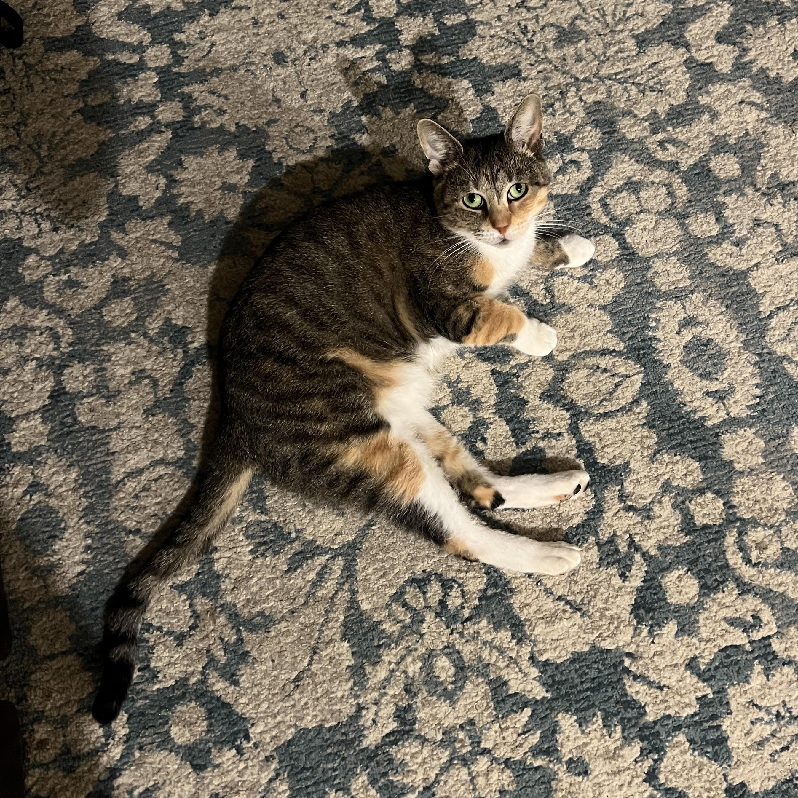 Enlarge Lesly *$50 Adoption Fee*, a Adoptable mixed breed in New York, NY image 6/6