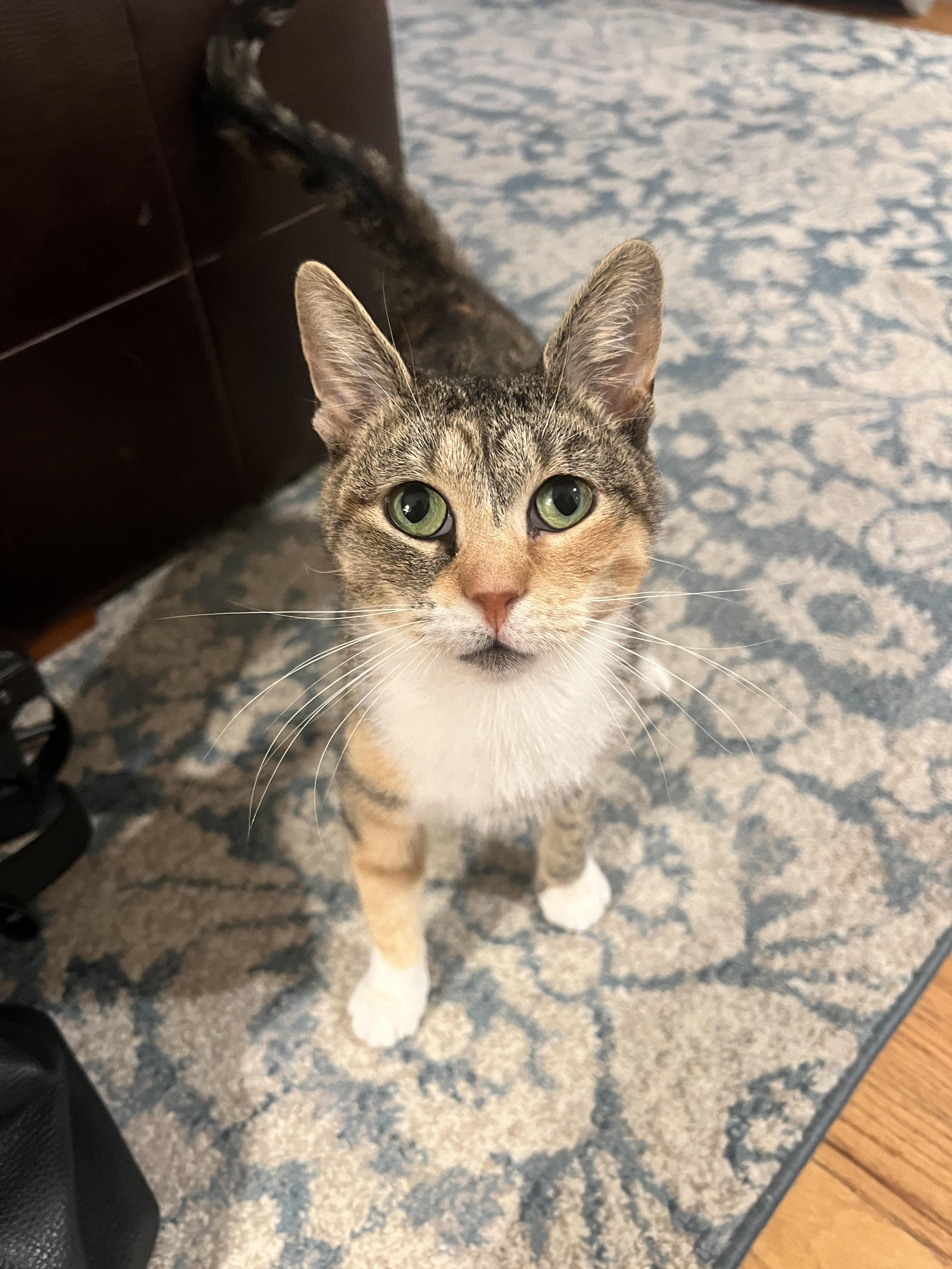 Lesly *$50 Adoption Fee*, Adoptable, Young Female Domestic Short Hair & Torbie.