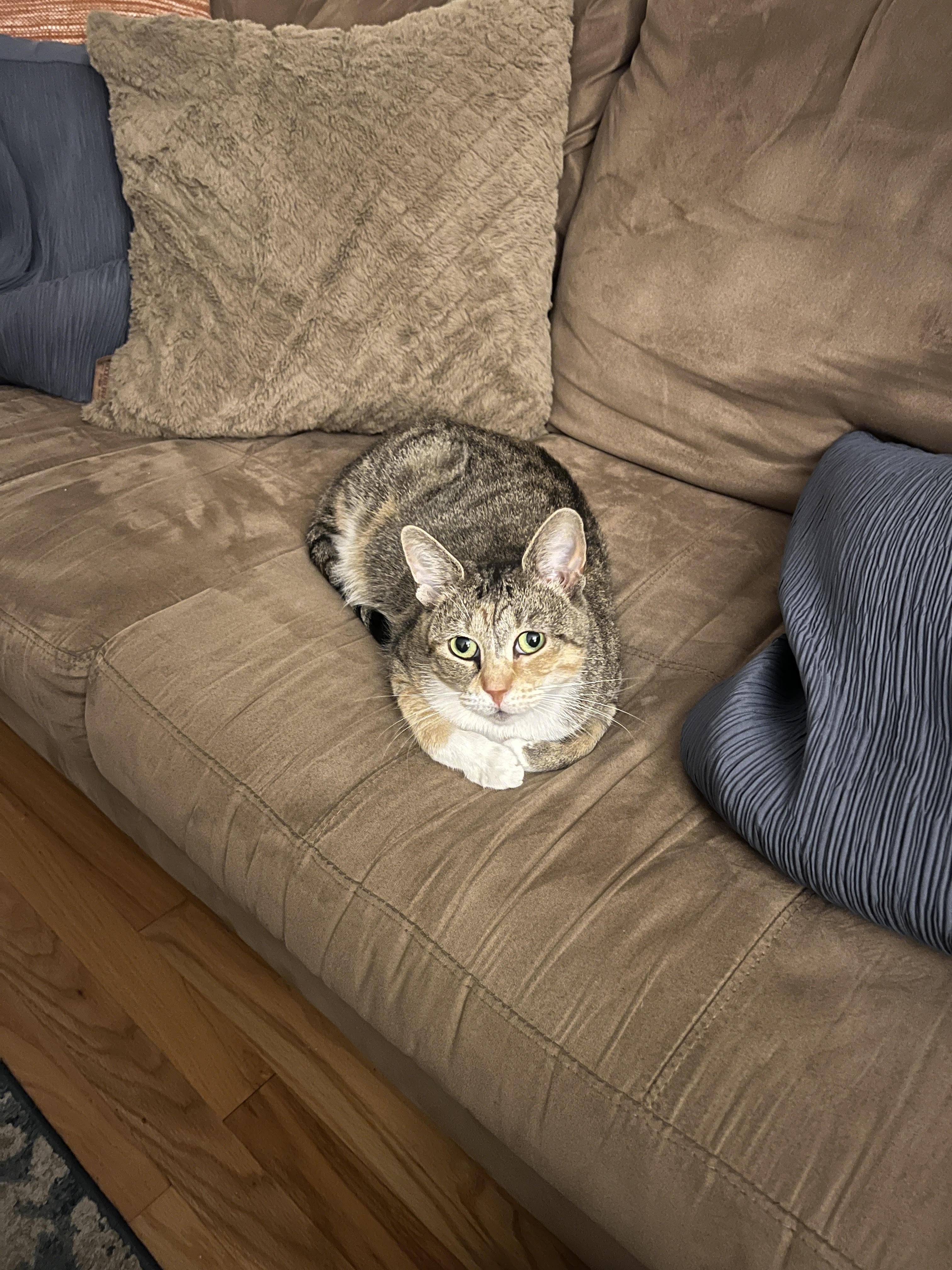Lesly *$50 Adoption Fee*