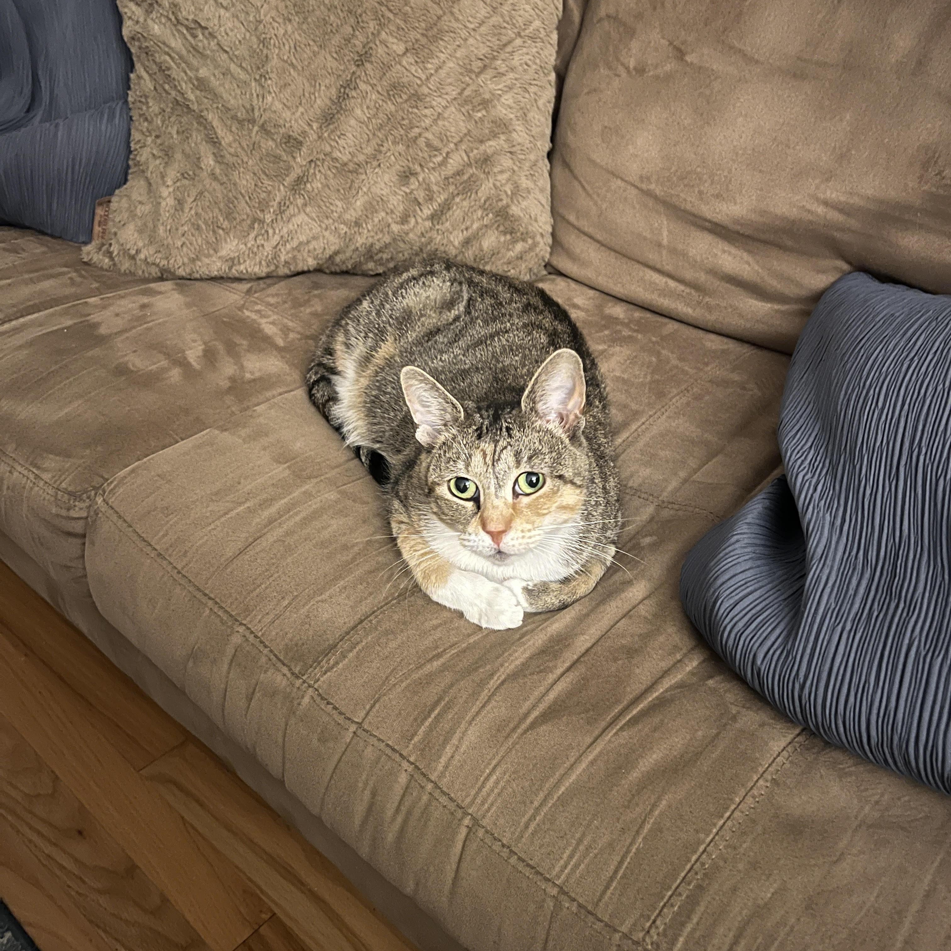 Enlarge Lesly *$50 Adoption Fee*, a Adoptable mixed breed in New York, NY image 4/6