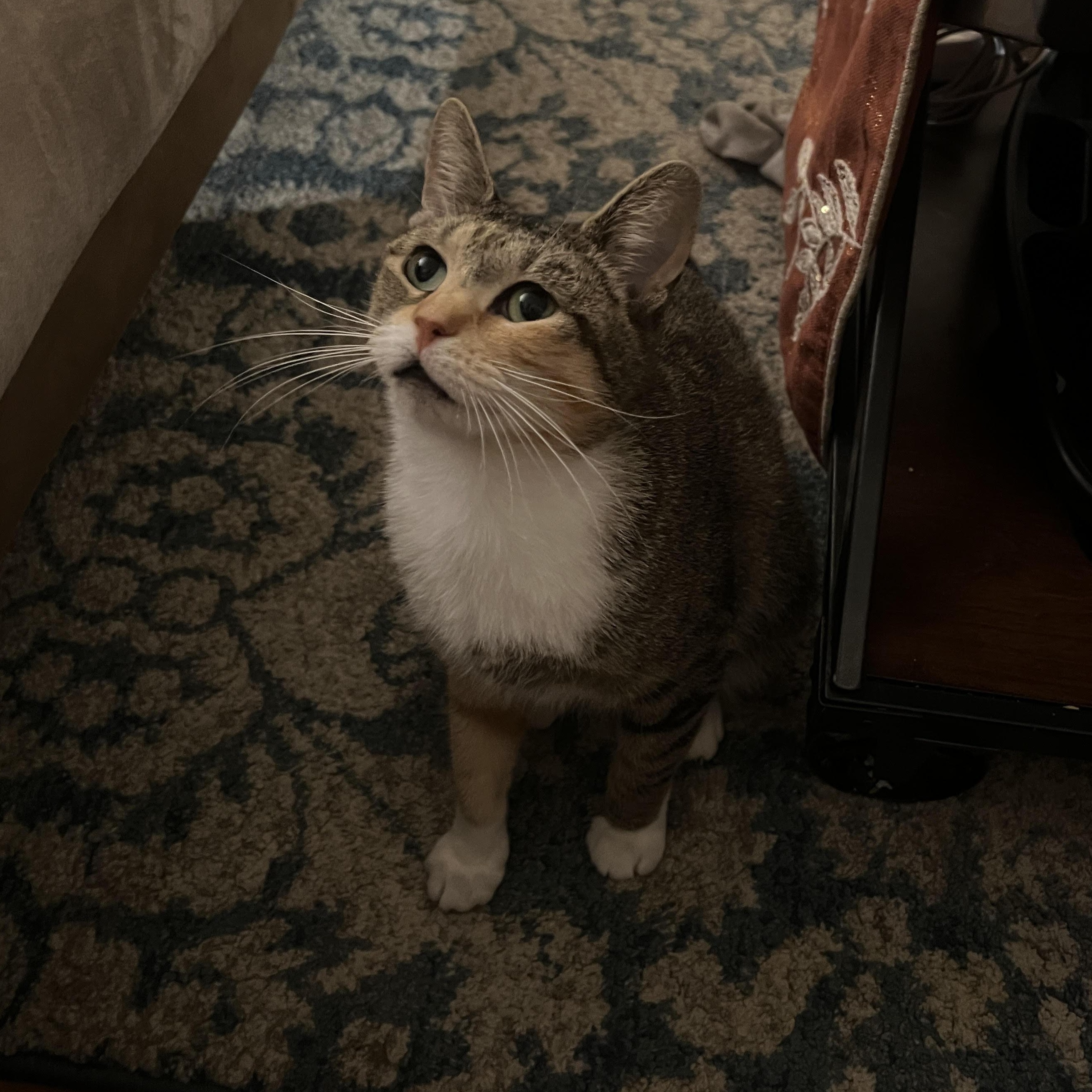 Enlarge Lesly *$50 Adoption Fee*, a Adoptable mixed breed in New York, NY image 5/6