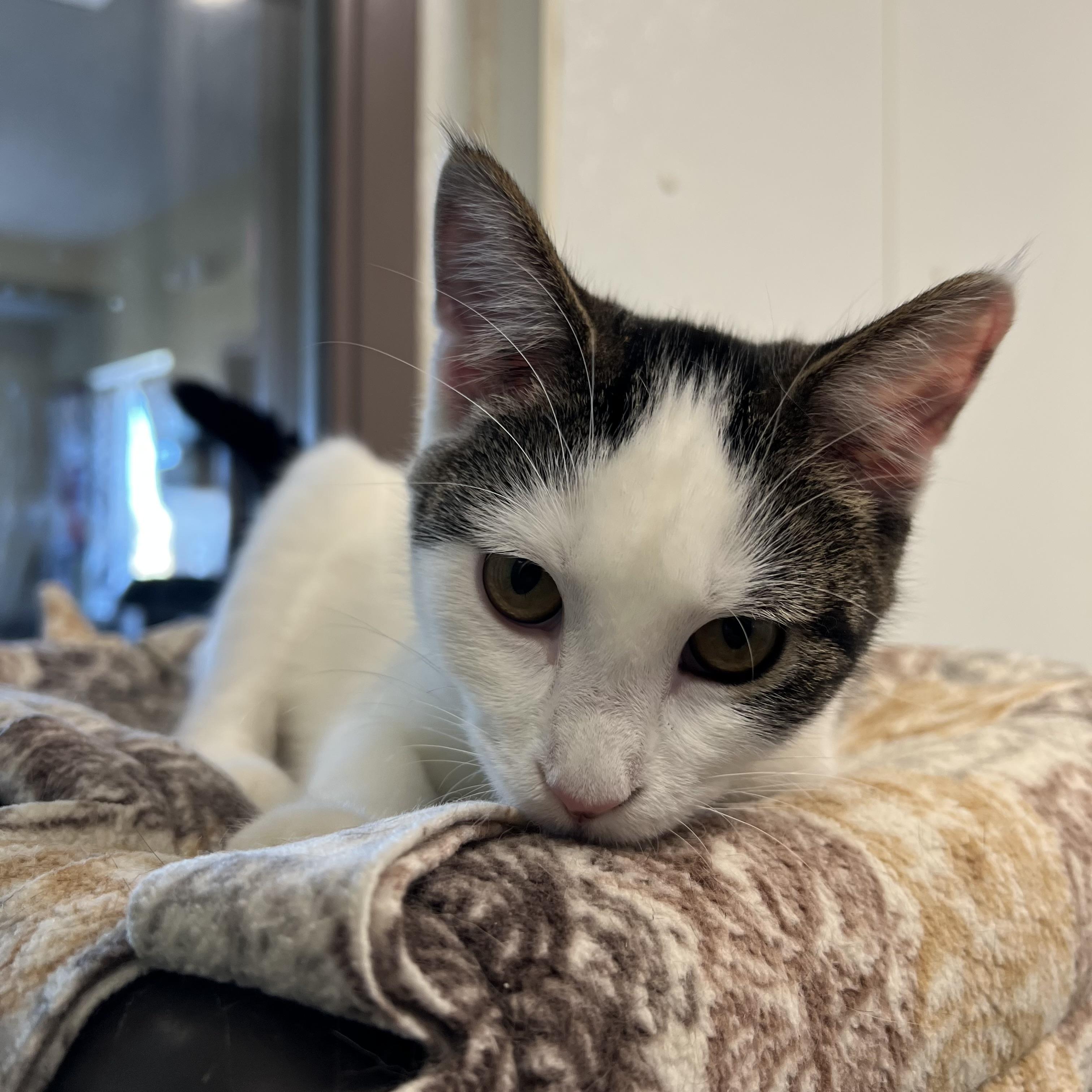 Jenga, a Adoptable Domestic Short Hair in Fairmont, MN image 5/6