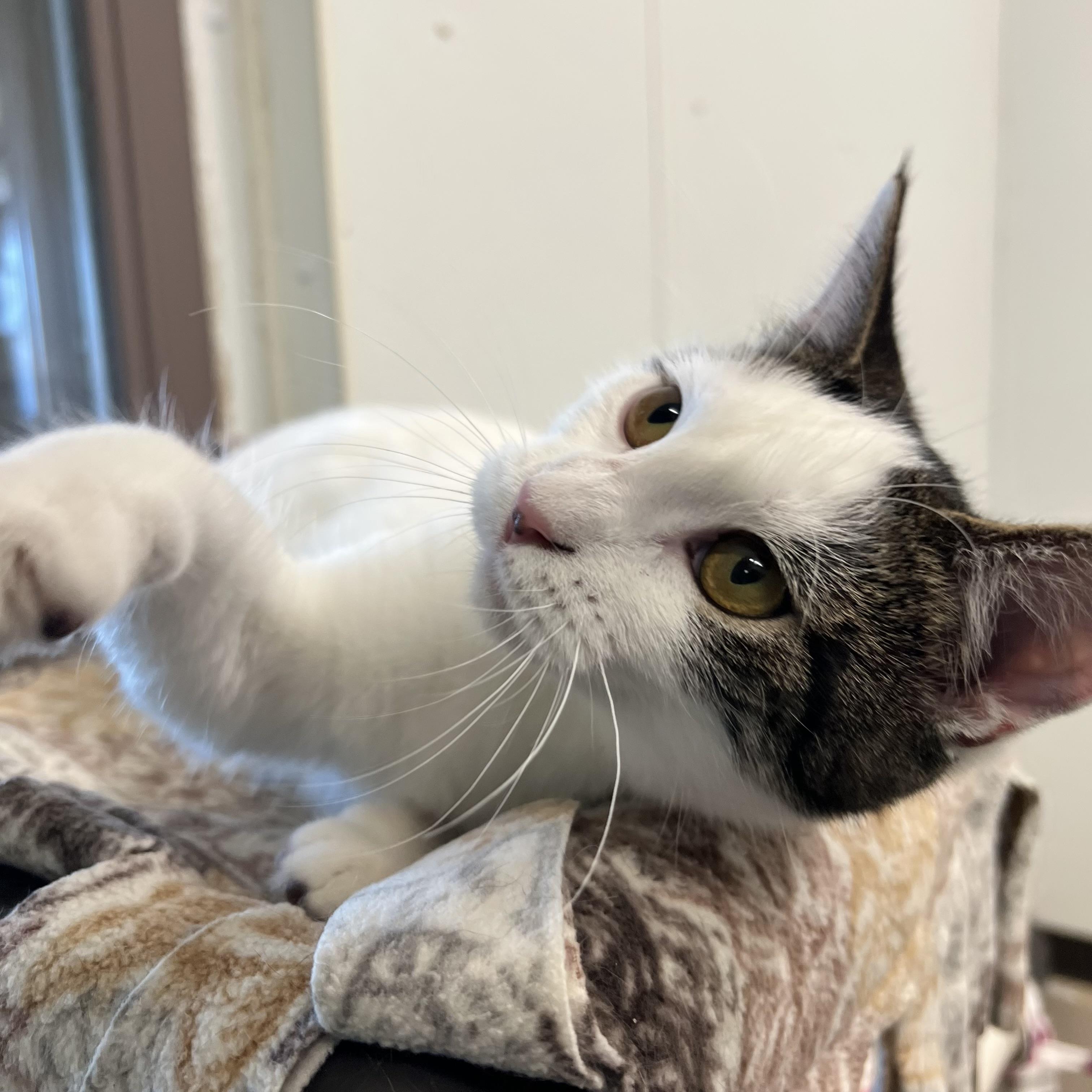 Jenga, a Adoptable Domestic Short Hair in Fairmont, MN image 2/6