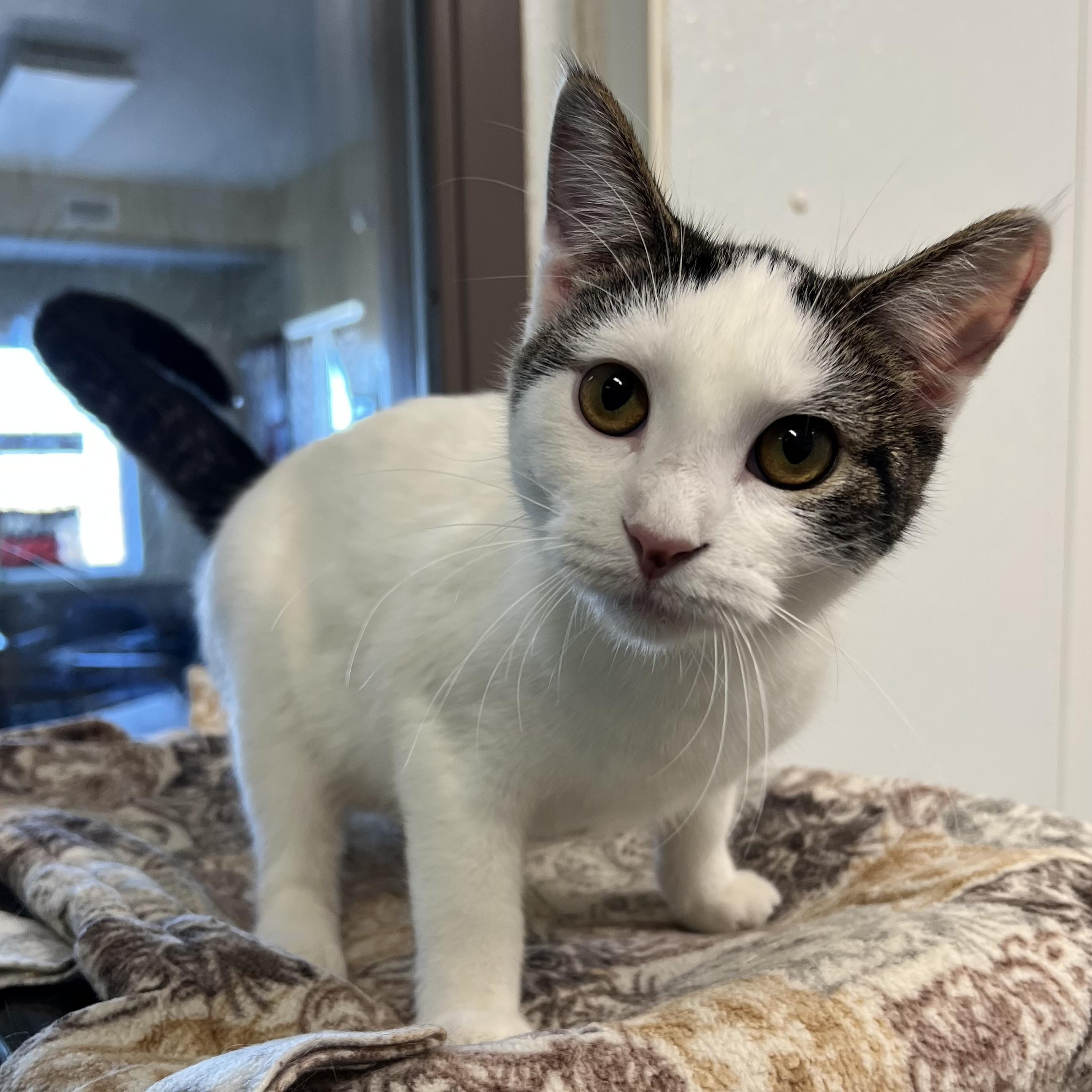 Jenga, a Adoptable Domestic Short Hair in Fairmont, MN image 3/6