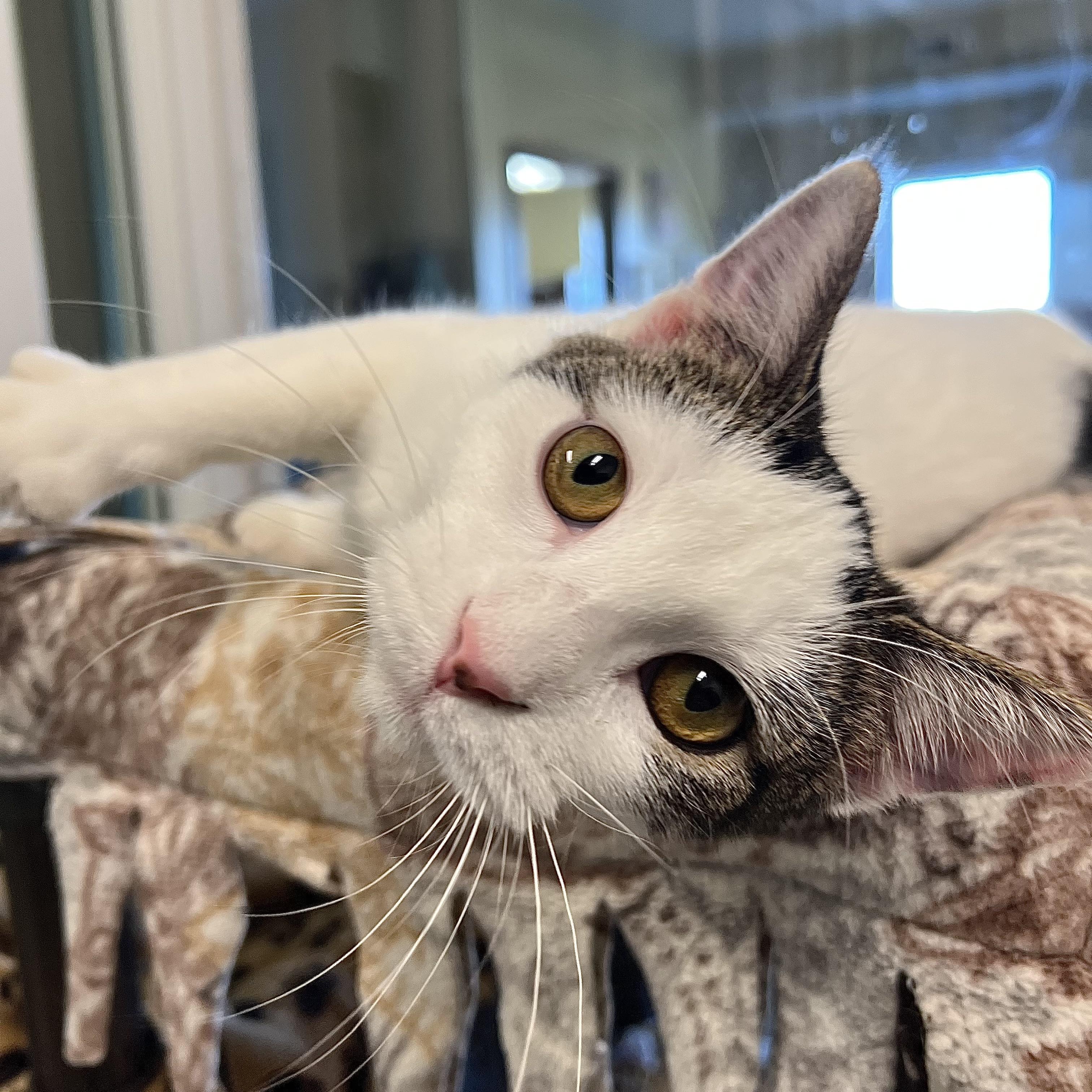 Jenga, Adoptable, Young Female Domestic Short Hair.