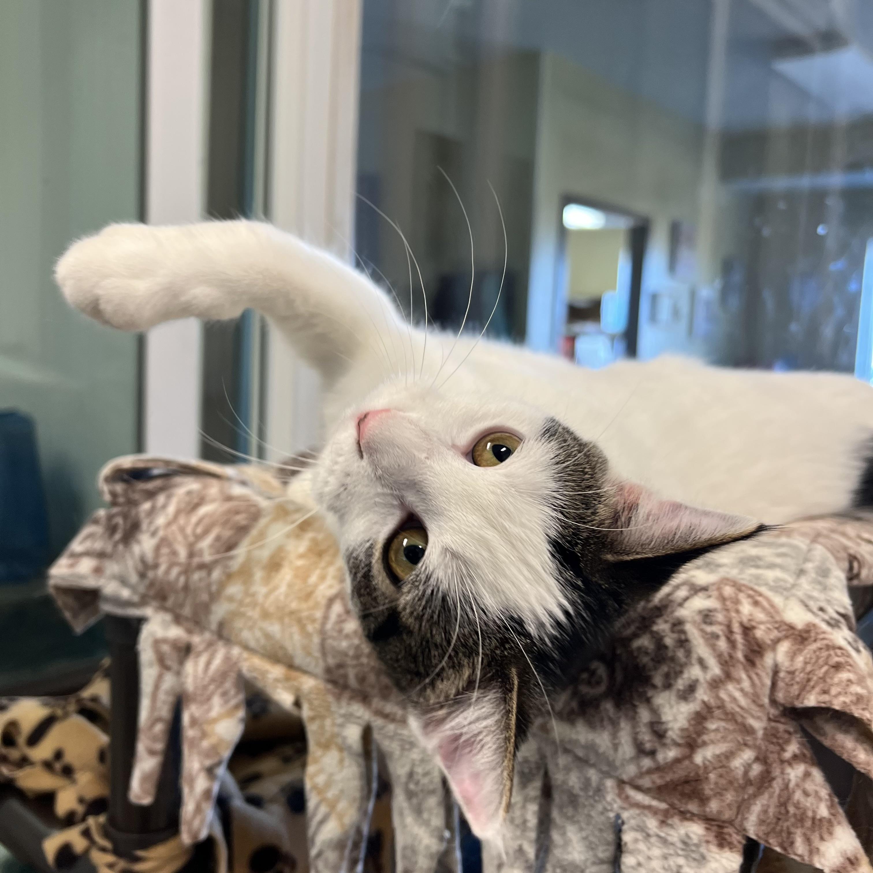 Jenga, a Adoptable Domestic Short Hair in Fairmont, MN image 4/6