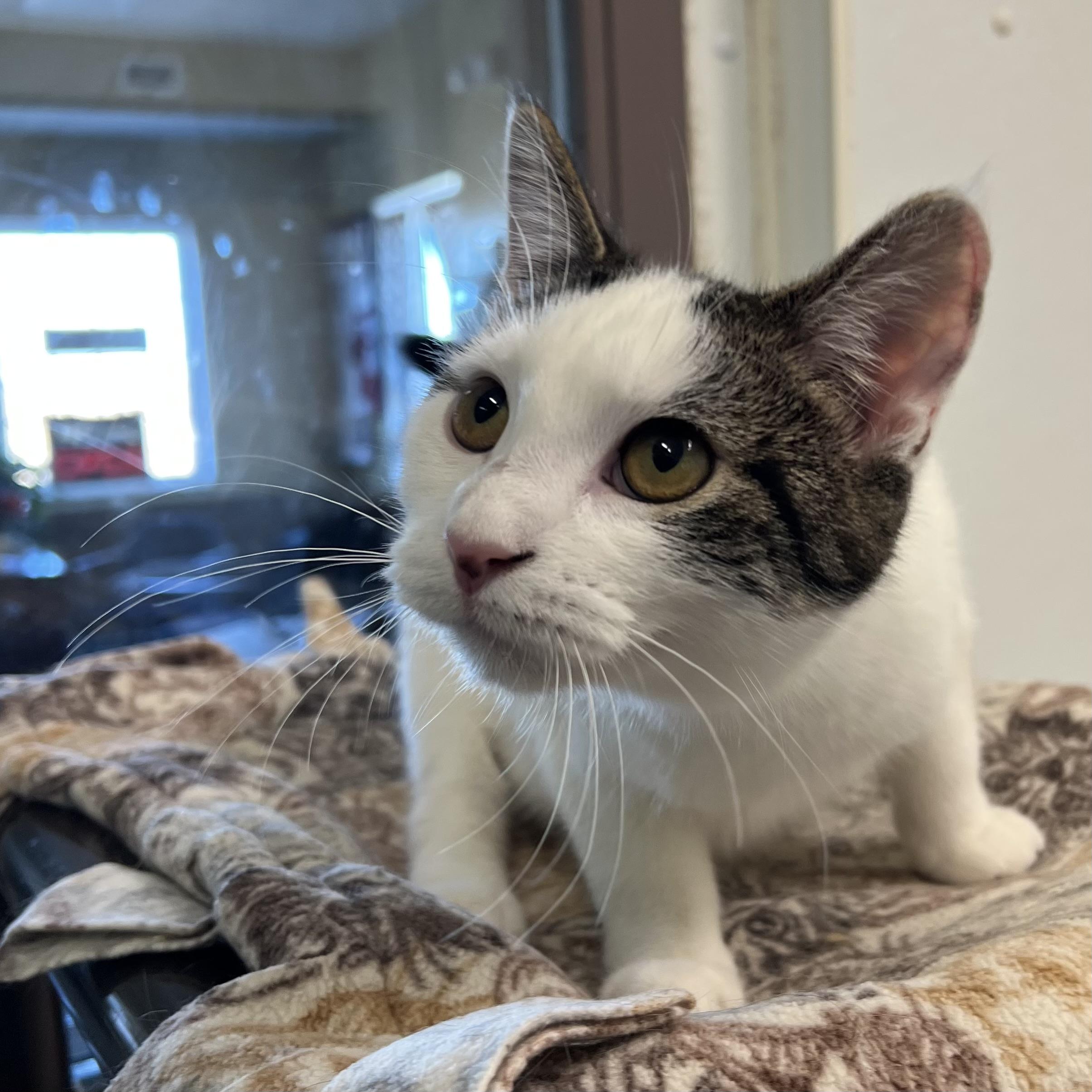 Jenga, a Adoptable Domestic Short Hair in Fairmont, MN image 6/6