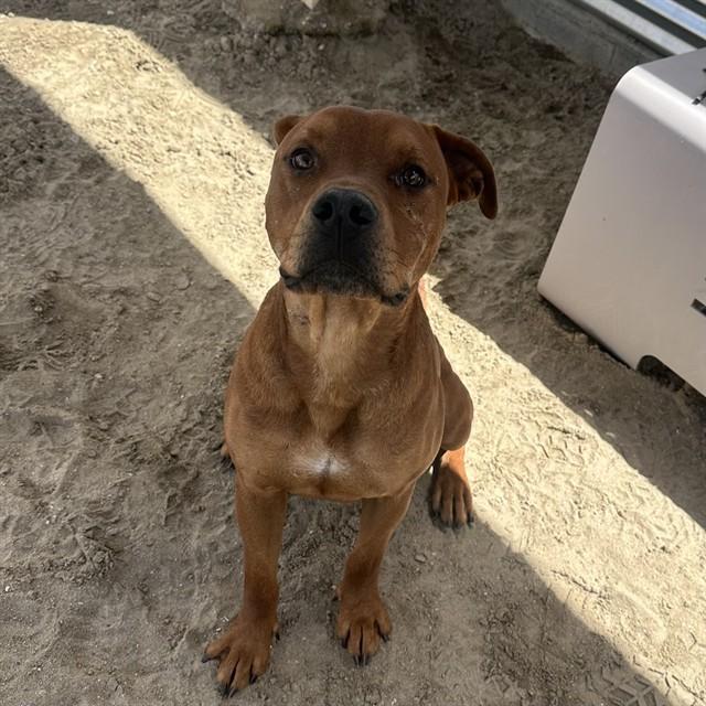 Enlarge SCOOBY, a Adoptable Pit Bull Terrier in Thousand Palms, CA image 1/1