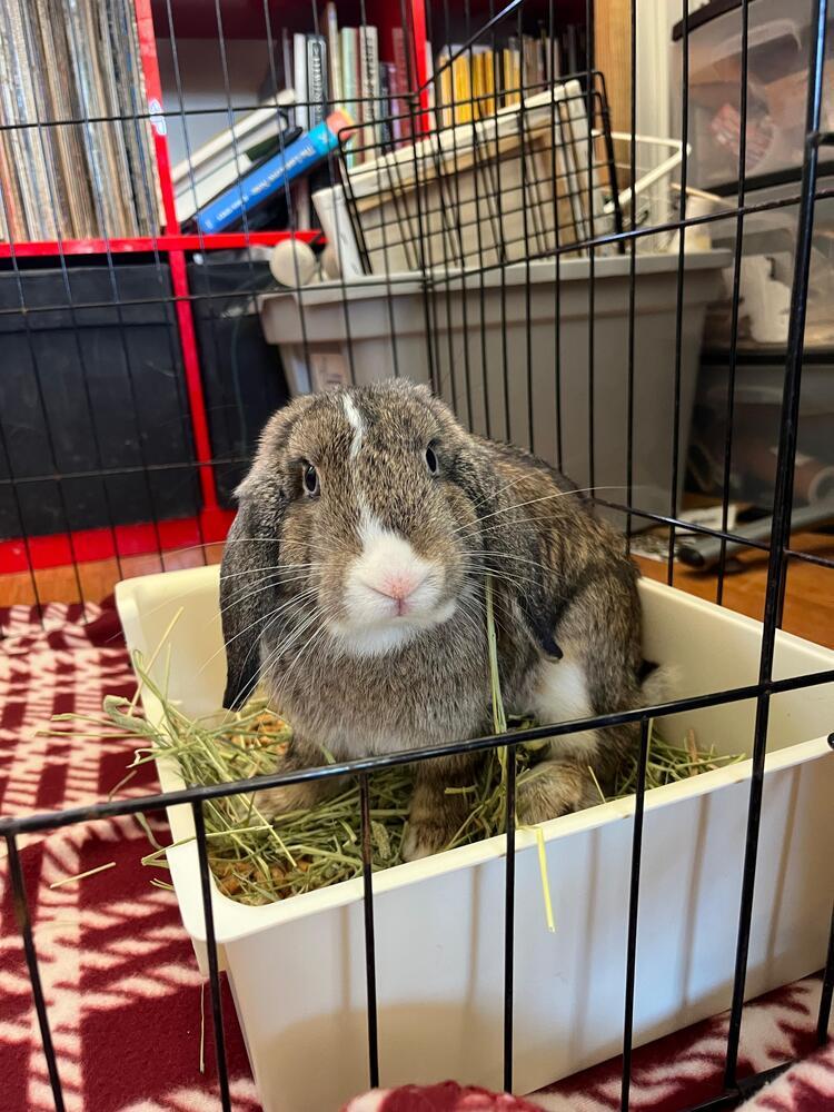 Louie, Adopted, Adult Male Dutch & Lop Eared.