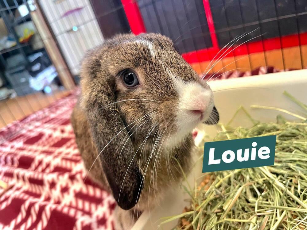 Louie, a Adopted mixed breed in Melbourne, FL image 6/6