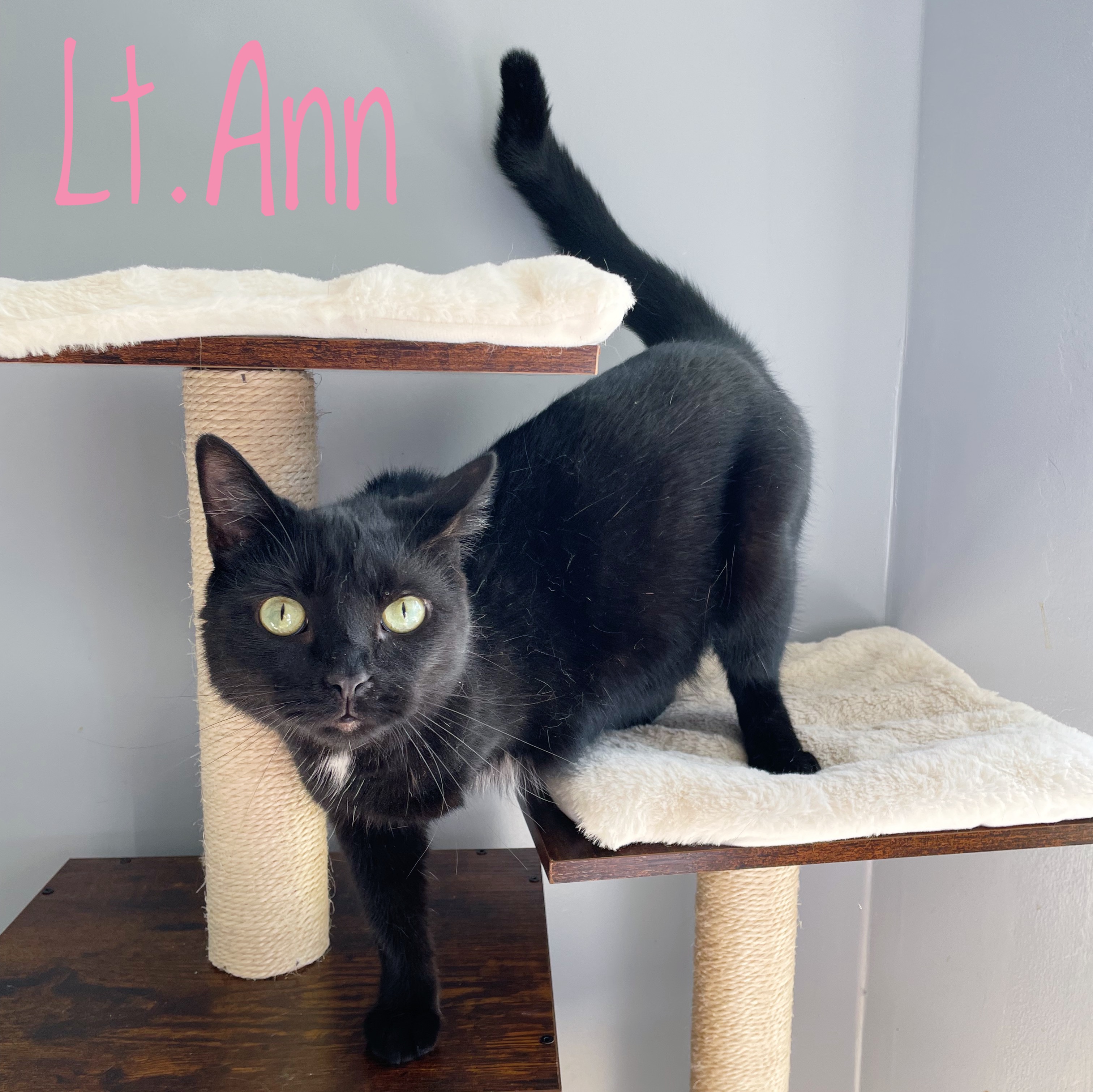 Cat for adoption Lieutenant Ann, a Domestic Short Hair in Bethel, OH