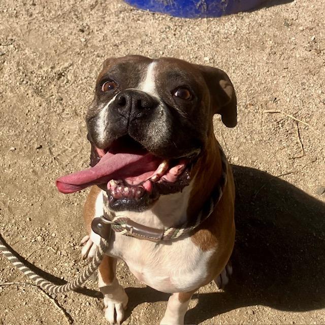 Enlarge Louie, a Adoptable Boxer in Vancouver, WA image 1/5