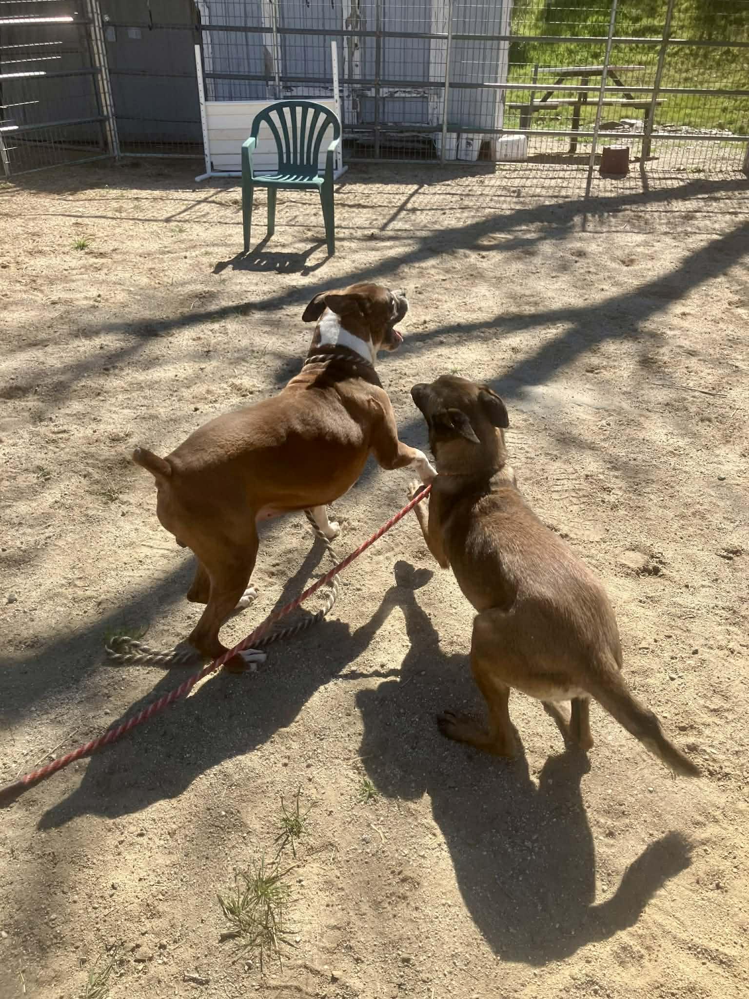 Enlarge Louie, a Adoptable Boxer in Vancouver, WA image 3/5