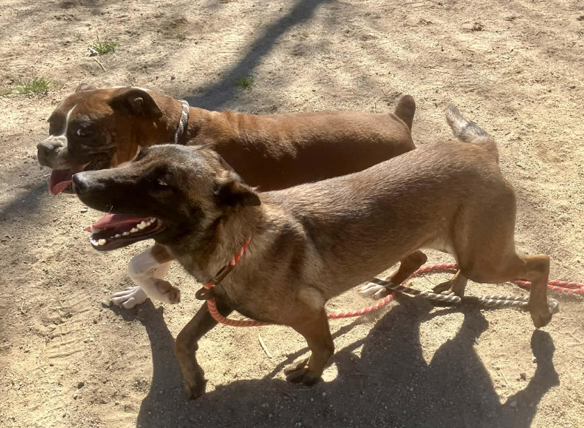 Enlarge Louie, a Adoptable Boxer in Vancouver, WA image 4/5
