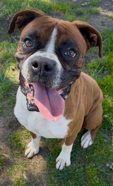 Enlarge Louie, a Adoptable Boxer in Vancouver, WA image 5/5