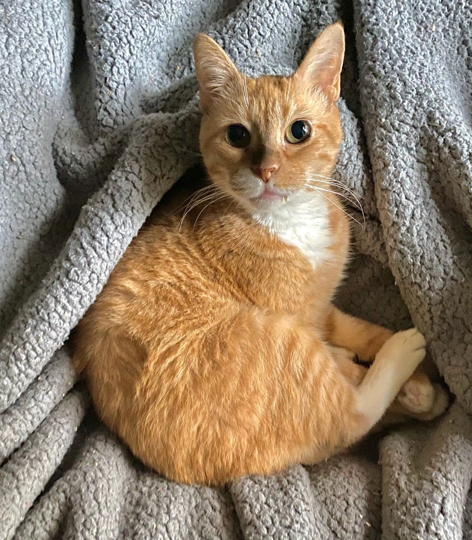 Bella (Lap Cat) 2