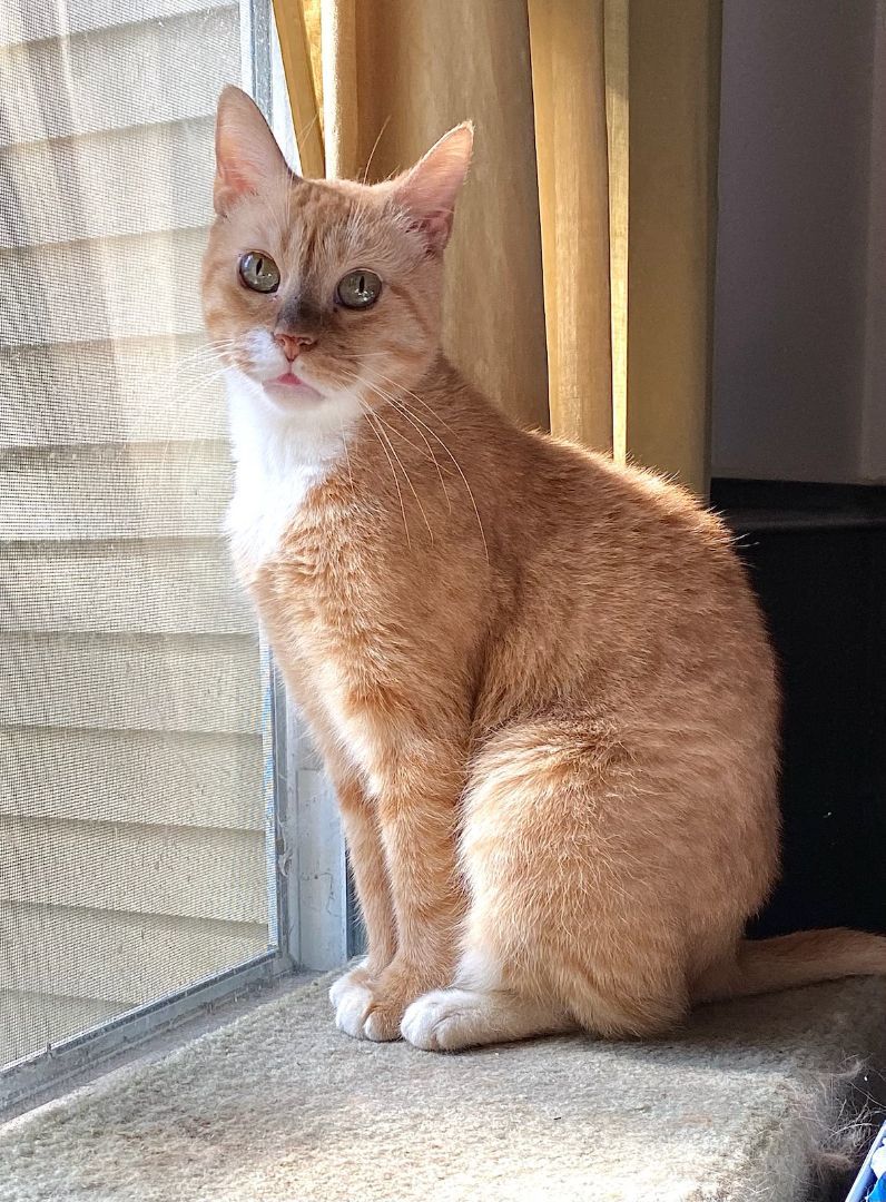 Bella (Lap Cat)