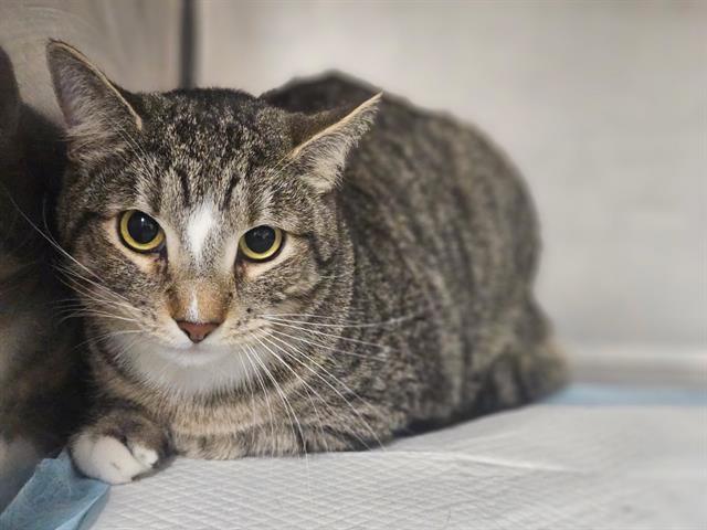 DELTA, Adoptable, Young Male Domestic Short Hair.