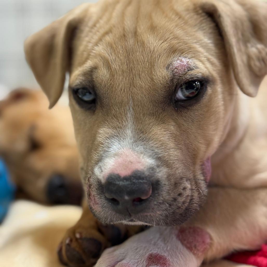 Tater, adopted, Puppy Male Yellow Labrador Retriever & Pit Bull Terrier.