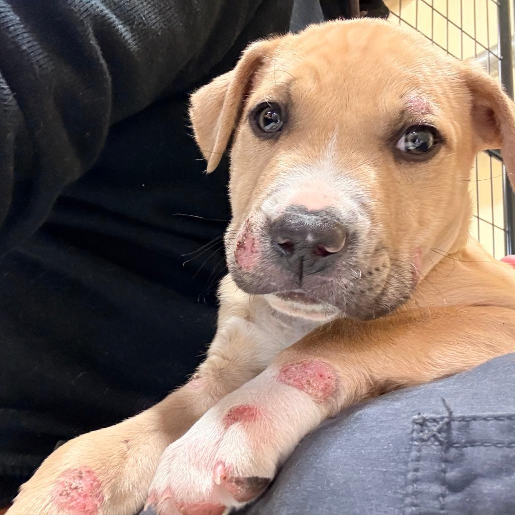 Enlarge Tater, an adopted mixed breed in San Saba, TX image 2/3