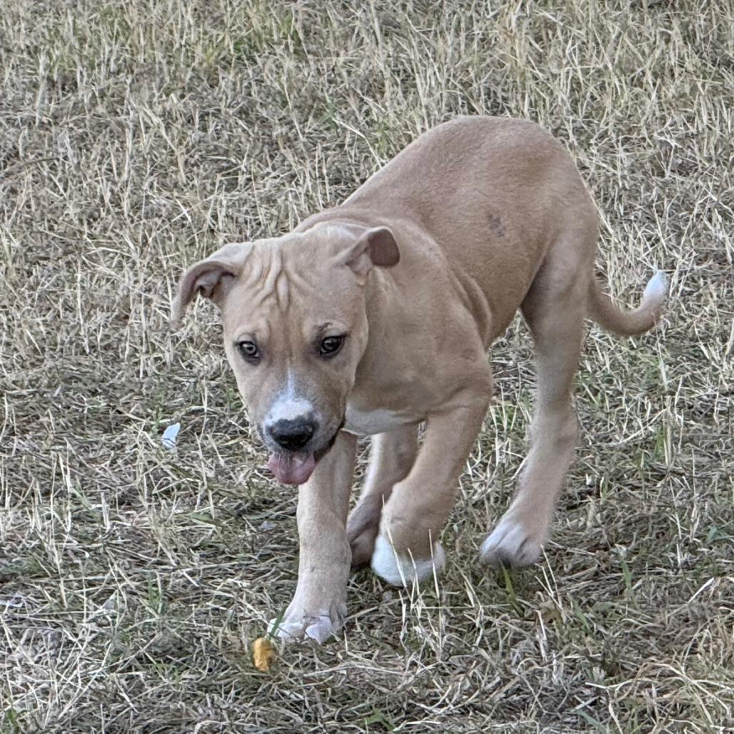 Enlarge Tater, an adopted mixed breed in San Saba, TX image 3/3
