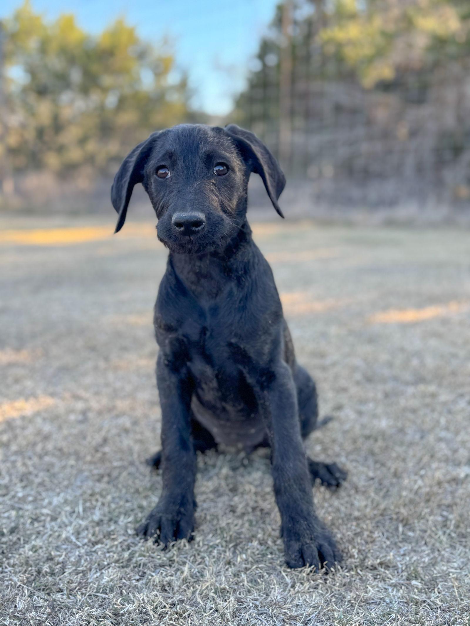 Biscuit, Adopted, Young Female Standard Poodle & Labrador Retriever.