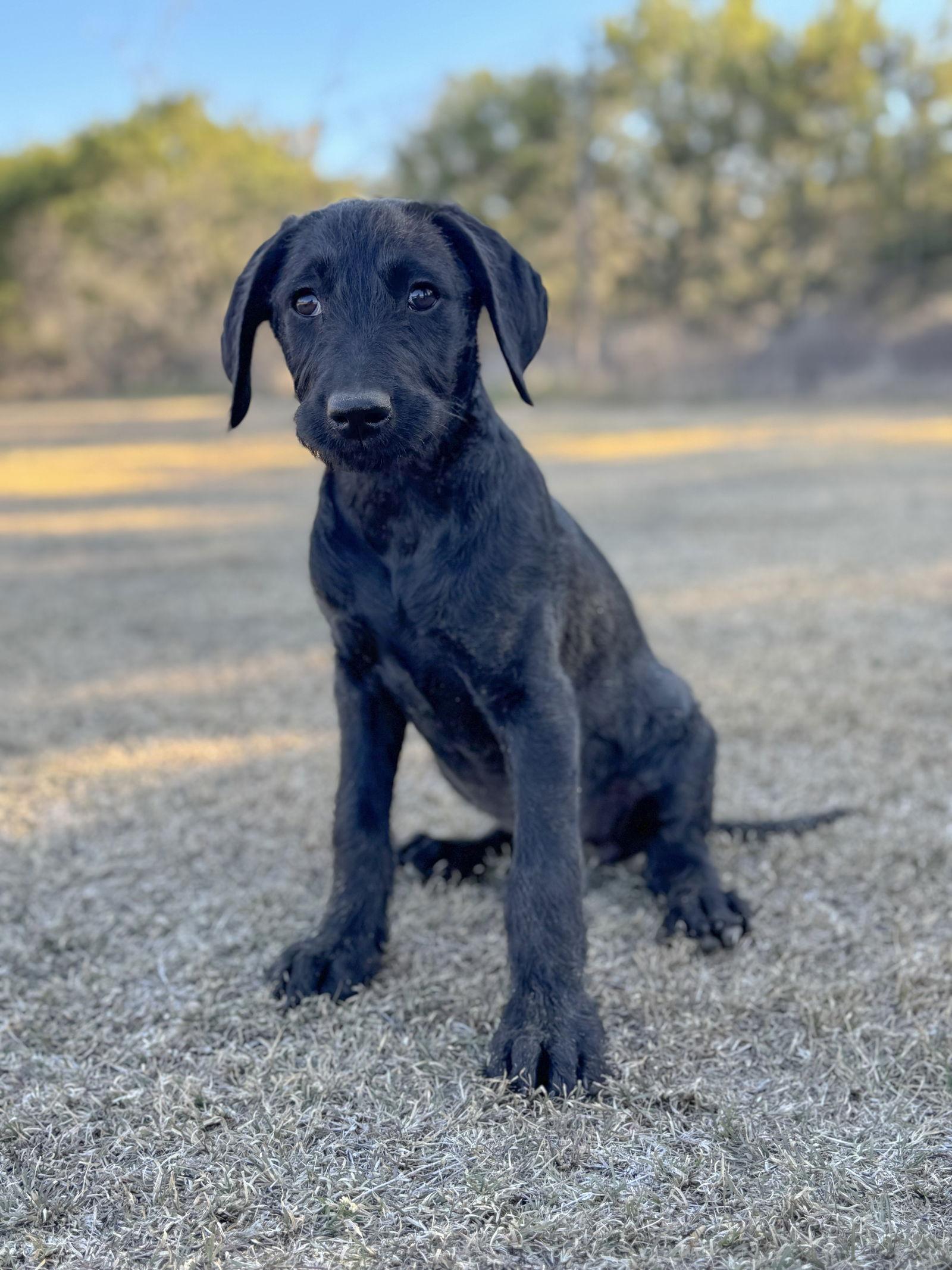 Enlarge Biscuit, a Adopted mixed breed in Helotes, TX image 2/3