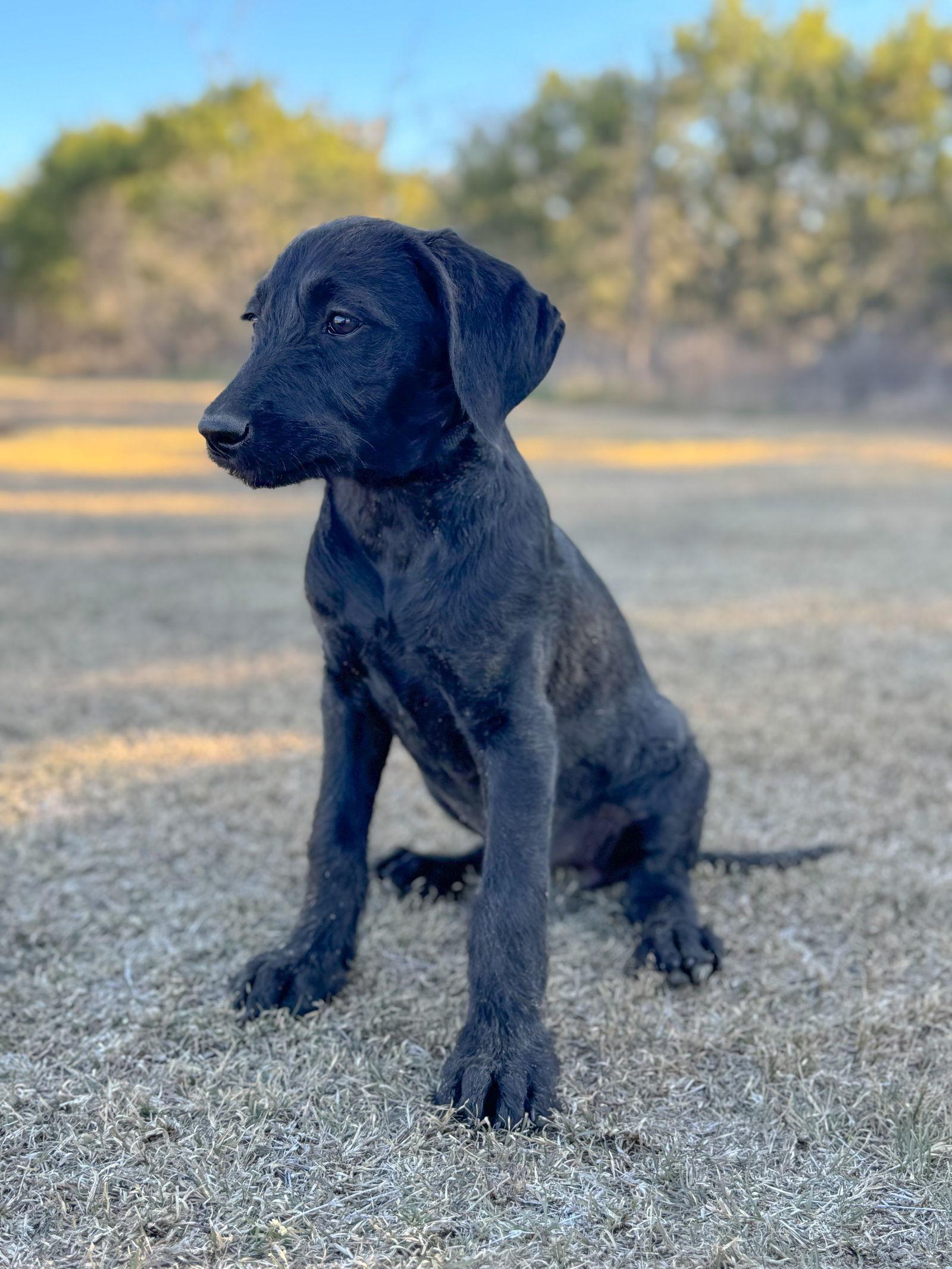Enlarge Biscuit, a Adopted mixed breed in Helotes, TX image 3/3