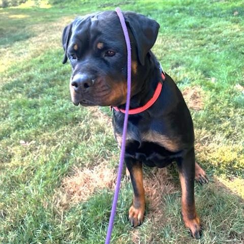 Ruby, a ADOPTABLE Rottweiler in Redmond, WA image 2/6
