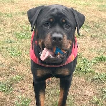Ruby, a ADOPTABLE Rottweiler in Redmond, WA image 5/6