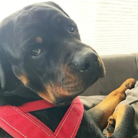 Ruby, a ADOPTABLE Rottweiler in Redmond, WA image 6/6