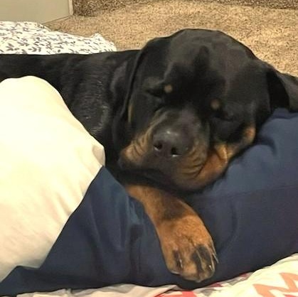 Ruby, a ADOPTABLE Rottweiler in Redmond, WA image 4/6