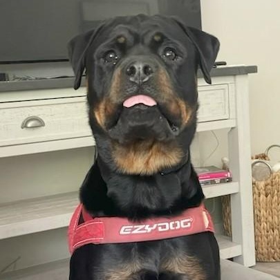 Ruby, a ADOPTABLE Rottweiler in Redmond, WA image 1/6