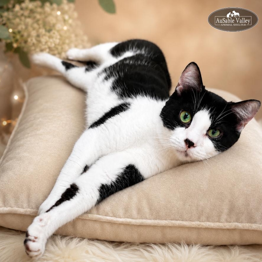Ross Butler, ADOPTABLE, Adult Male Domestic Short Hair.