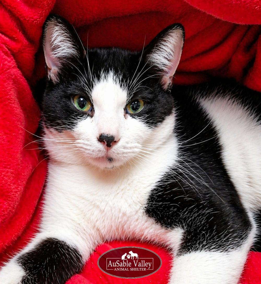Ross Butler, a ADOPTABLE Domestic Short Hair in Grayling, MI image 1/4