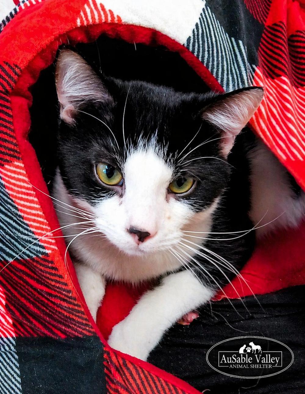 Ross Butler, a ADOPTABLE Domestic Short Hair in Grayling, MI image 2/4