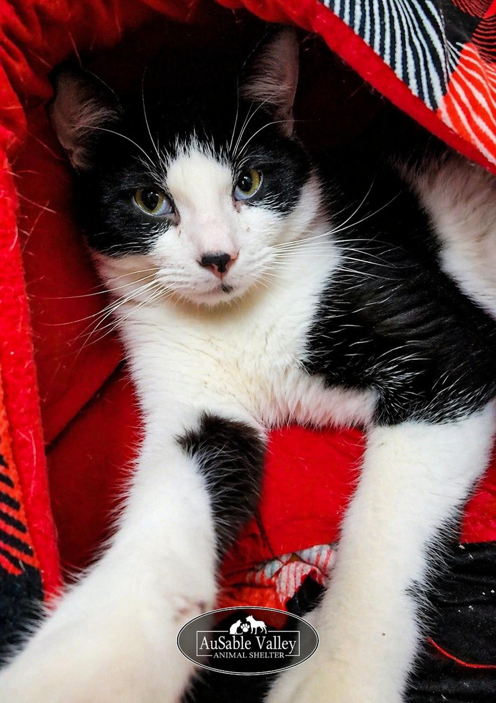 Ross Butler, a ADOPTABLE Domestic Short Hair in Grayling, MI image 3/4