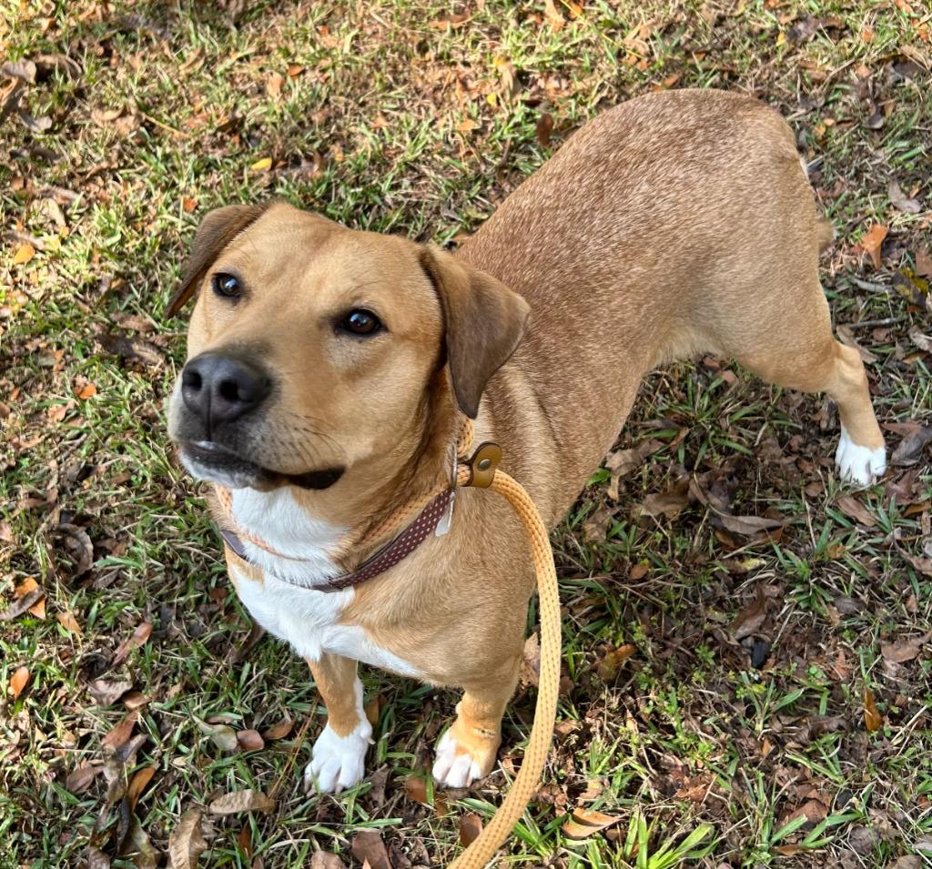 Enlarge Reese, a Adoptable mixed breed in Madison, GA image 2/2