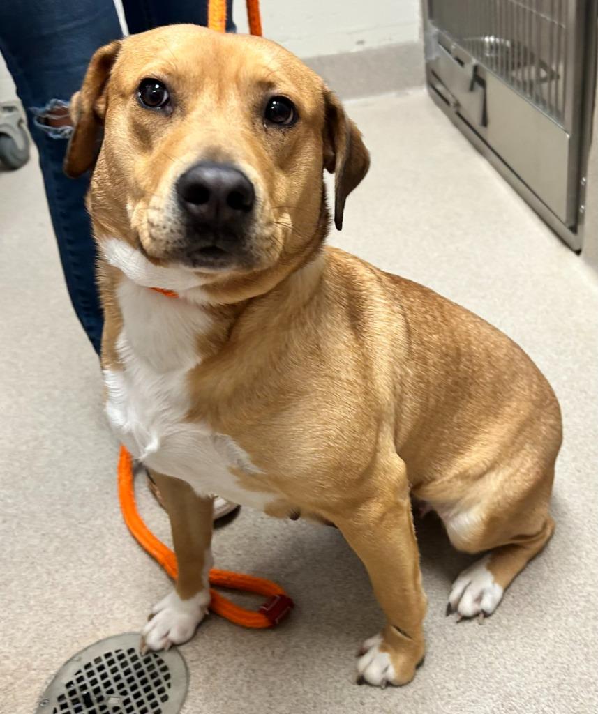 Enlarge Reese, a Adoptable mixed breed in Madison, GA image 2/2