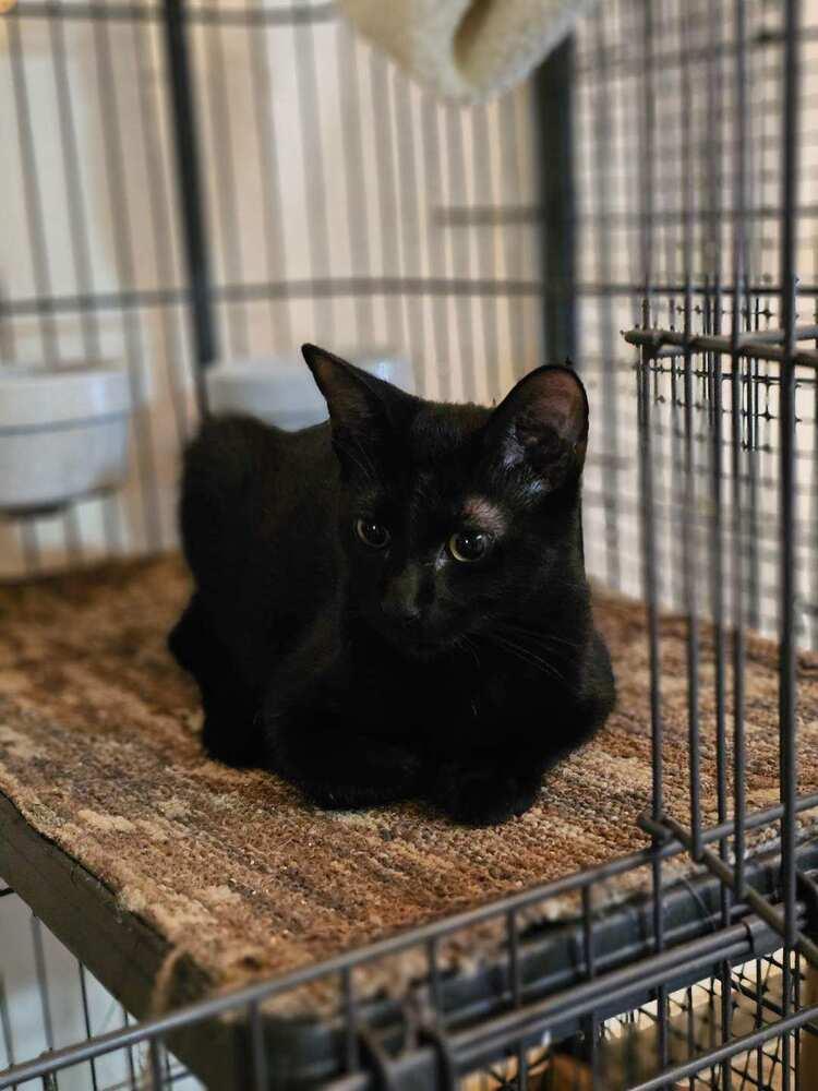 Narancia (of The Family), Adopted, Kitten Male Domestic Short Hair.