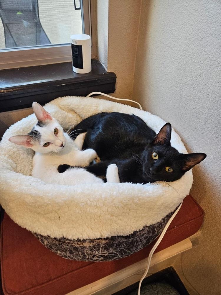 Enlarge Narancia (of The Family), a Adopted Domestic Short Hair in Denver, CO image 2/6