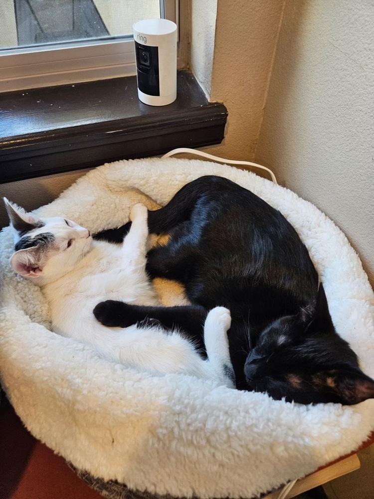 Enlarge Narancia (of The Family), a Adopted Domestic Short Hair in Denver, CO image 4/6