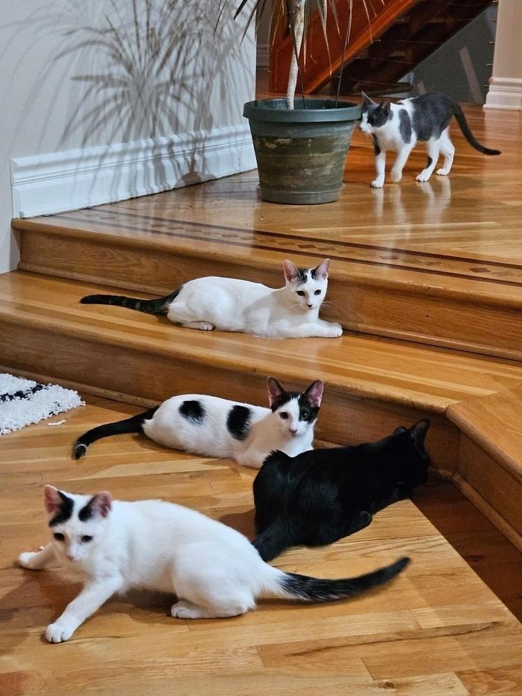 Enlarge Narancia (of The Family), a Adopted Domestic Short Hair in Denver, CO image 5/6