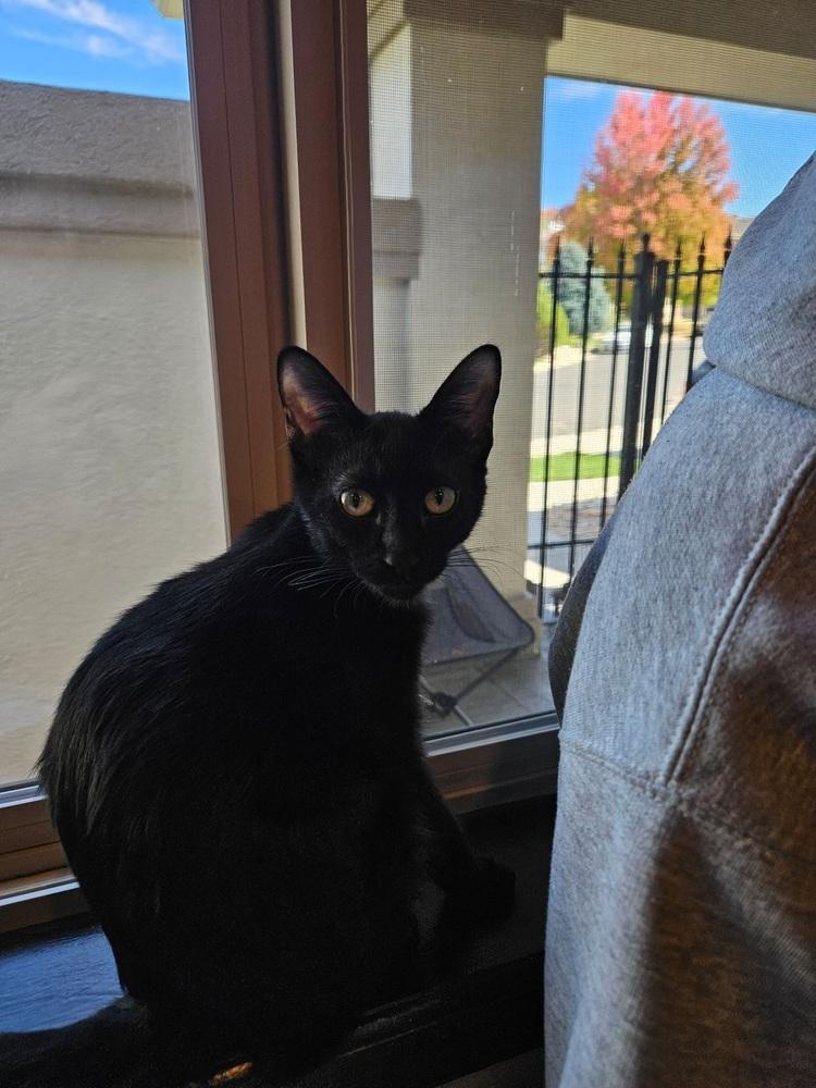 Enlarge Narancia (of The Family), a Adopted Domestic Short Hair in Denver, CO image 6/6