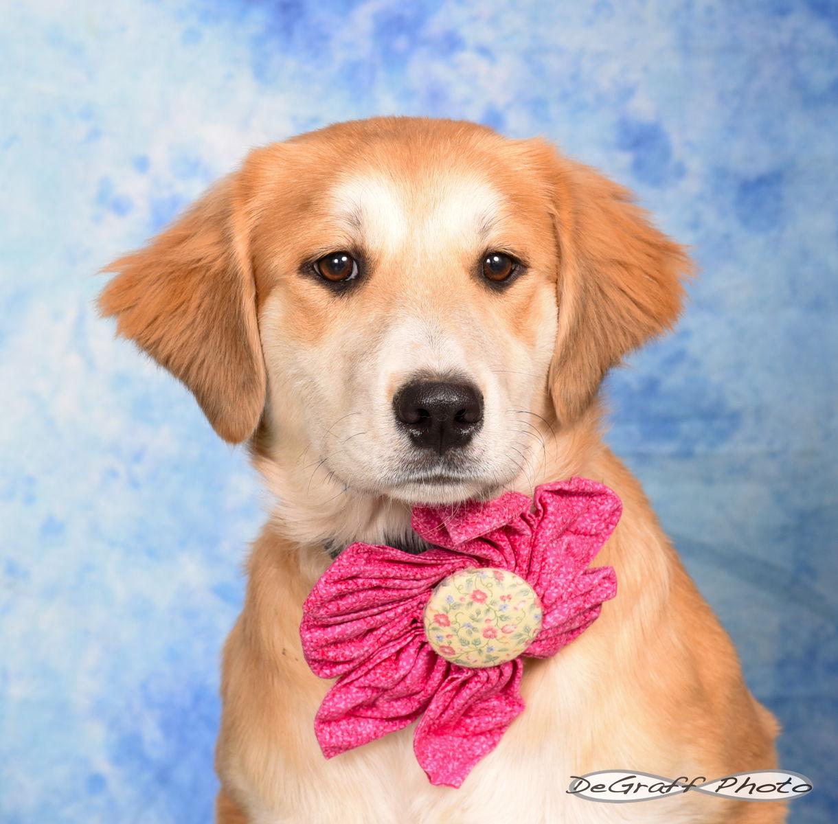 Candy Cane thumbnail 3