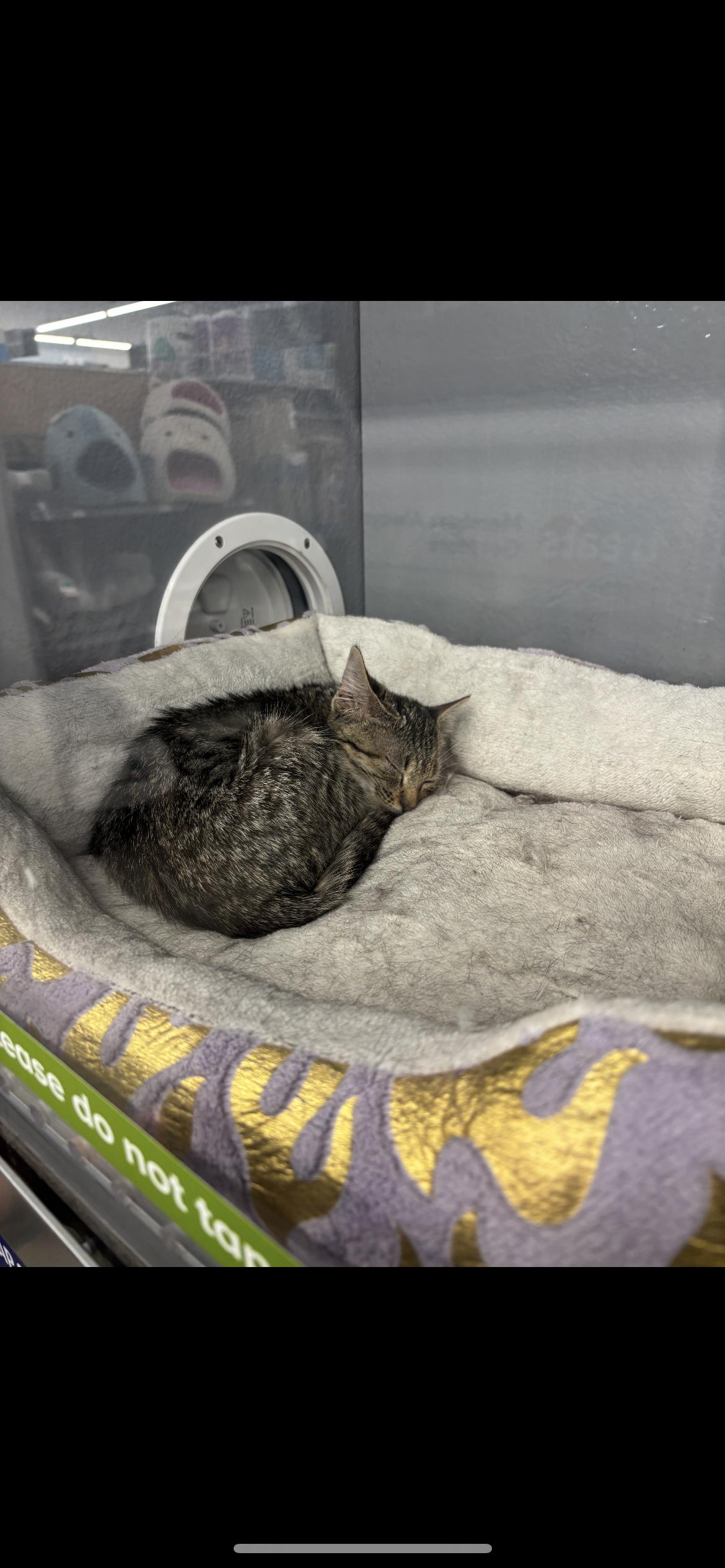 Debbie, Adopted, Young Female Domestic Short Hair.