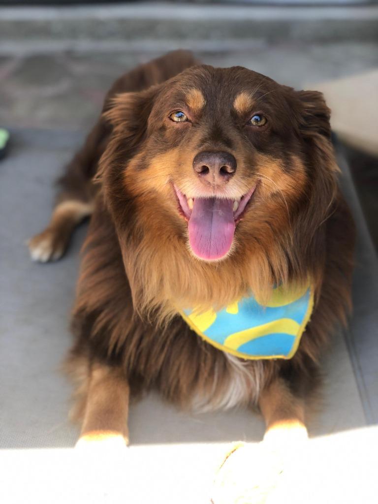 Doodle, Adoptable, Senior Male Australian Shepherd.