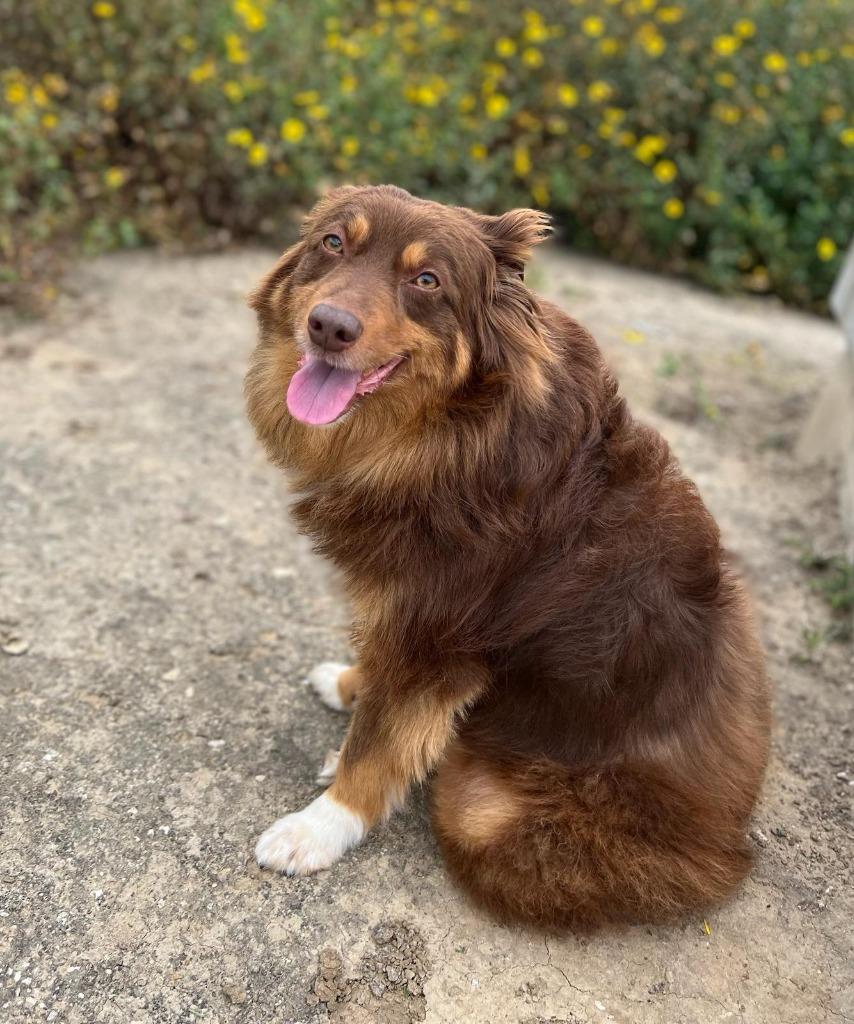 Enlarge Doodle, a Adoptable Australian Shepherd in Manhattan Beach, CA image 3/4