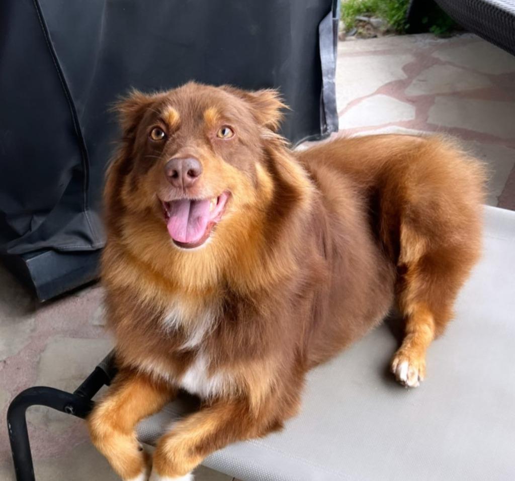 Enlarge Doodle, a Adoptable Australian Shepherd in Manhattan Beach, CA image 1/6